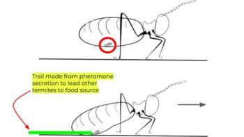 why do termites follow ink experiment