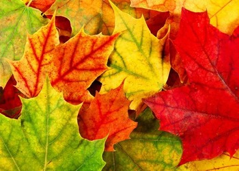 Preview of Reading in the Content Areas: Why leaves turn color reading