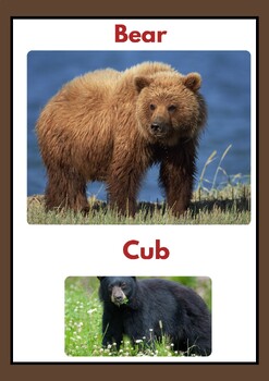 Preview of Wild Animals and their Young ones Flashcards Pictures