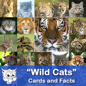Preview of Cards and Facts - "Wild Cats"