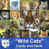 Cards and Facts - "Wild Cats"