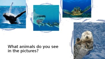 semi aquatic mammals