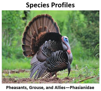 Preview of Wild Turkeys, Pheasants, Grouse, etc. - Phasianidae Family Species Profiles