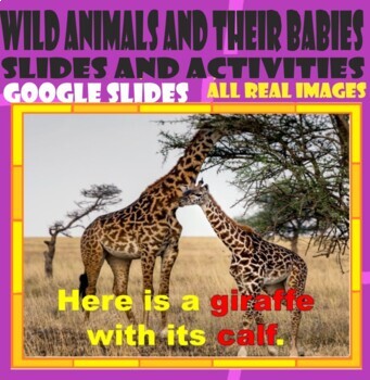 Wild animals and their babies– Slides and worksheets activities-GOOGLE  SLIDES