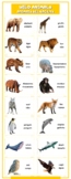 Wild animals vocabulary bilingual infographic in English a