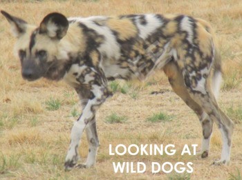 Preview of WILD DOGS - Interactive PowerPoint presentation including 4 video snippets (mp4)
