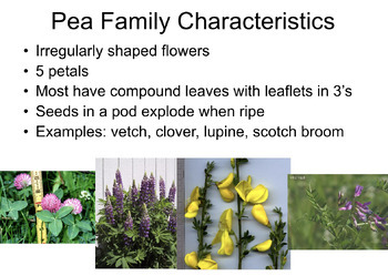 Preview of Wildflower Identification Presentation