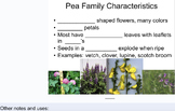 Wildflower Identification Presentation Notes Template