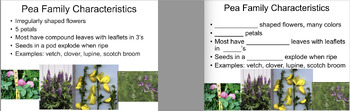 Preview of Wildflower Identification Presentation and Student Notes Template