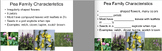 Wildflower Identification Presentation and Student Notes Template