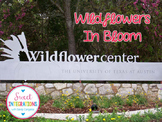 Texas Wildflowers - Slideshow and photographs