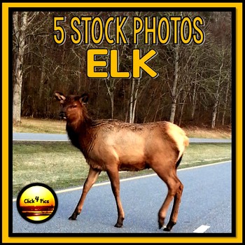Preview of Stock Photos: Large Elk in Great Smoky Mountains
