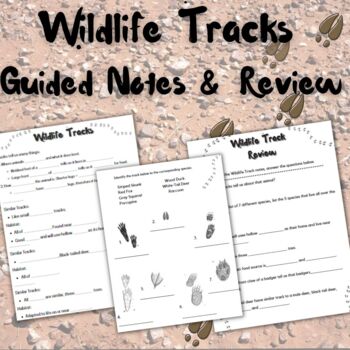 Preview of Wildlife Tracks Guided Notes and Review