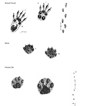 Preview of Wildlife Track Pictures for Use