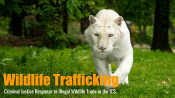 Preview of Wildlife Trafficking: Slides + Packet [Self-Directed Study]
