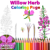 Willow Herb: Coloring Page and Botanical Description Card
