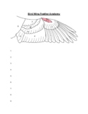 Wing anatomy worksheet