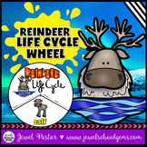 Winter Science Activities | Reindeer Animal Life Cycle Craft 