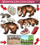 Wolverine Life Cycle Clipart by I 365 Art - Clipart 4 School | TPT