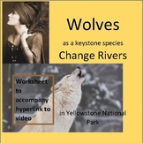 Wolves as a Keystone Species Change Rivers in Yellowstone