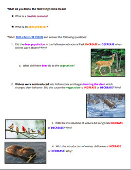 Preview of Wolves of Yellowstone Graphic Organizer (How Wolves Change Rivers)