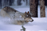 Wolves of Yellowstone: Keystone Species (Nat Geo Video and