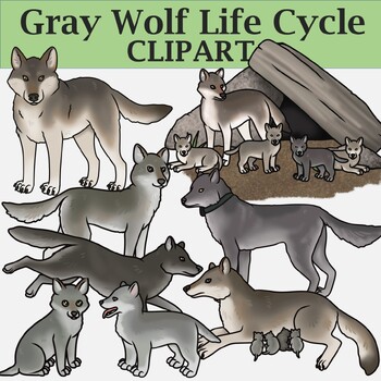 Preview of Wolves of Yellowstone - Wolf Life Cycle Clipart