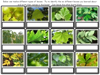 types of tree leaves and their names