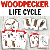 Woodpecker Life Cycle with Cards, Spinner, Poster & More f