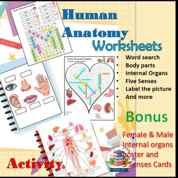 Preview of Word Search Human Anatomy Body Parts Organs Five Senses Activity Worksheet