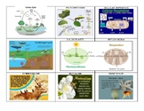 Word Wall: Ecosystems for Biology