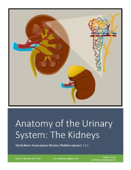 Worksheet 14.1: Anatomy of the Urinary System - Anatomy of the Kidneys