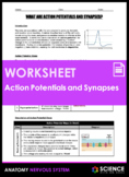 Worksheet - Action Potential - Polarization, Synapses, Neu