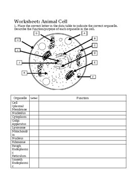 grade 9 biology test teaching resources teachers pay teachers