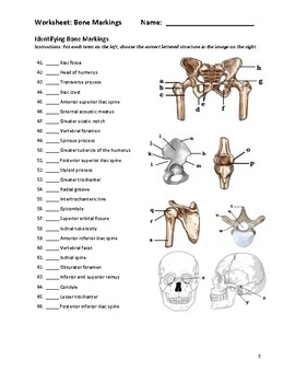 bone markings worksheet answers        <h3 class=