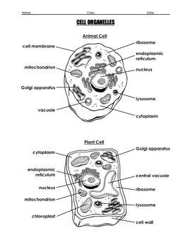 Worksheet - Cells and Cell Organelles by Science With Mr Enns | TpT