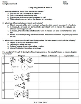 Worksheet  Comparing Mitosis and Meiosis *EDITABLE*  TpT