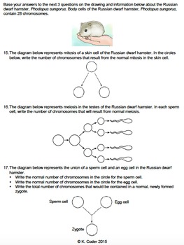 Worksheet - Comparing Mitosis and Meiosis *EDITABLE* | TpT