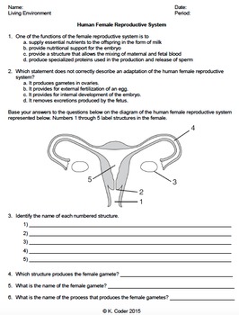 Worksheet Female Reproductive System EDITABLE TpT