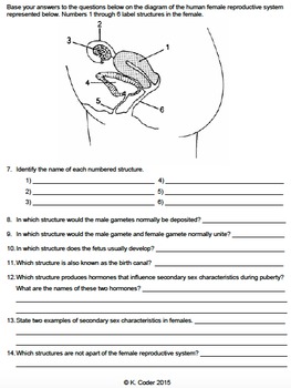 31 The Male Reproductive System Worksheet Answers - Free ...