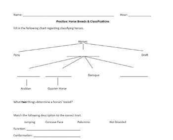 Preview of Worksheet: Horse Breeds & Classification