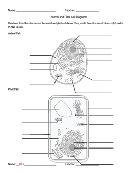 Preview of Worksheet: Label the structures of the plant and animal cell