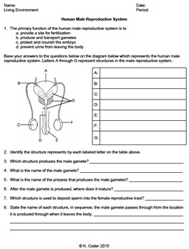 Worksheet - Male Reproductive System *EDITABLE* | TpT