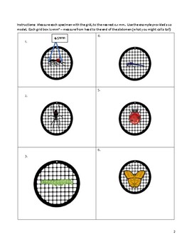 Biology Worksheet - Measuring Specimens with Microscope Grid | TpT