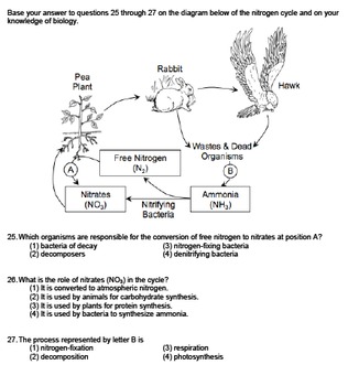 Worksheet - Nitrogen Cycle *EDITABLE* | TpT