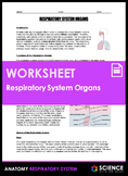 Worksheet - Respiratory System Organs - Anatomy and Physiology