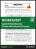 Worksheet - Squirrel Genetics With Monohybrid Crosses (Part A)