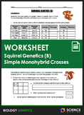 Worksheet - Squirrel Genetics With Monohybrid Crosses (Part B)
