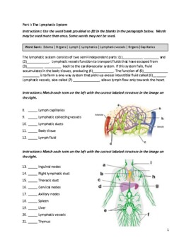 lymphatic system crash course worksheet