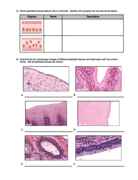 Worksheet - What is Epithelial Tissue (HS-LS1) by Science With Mr Enns